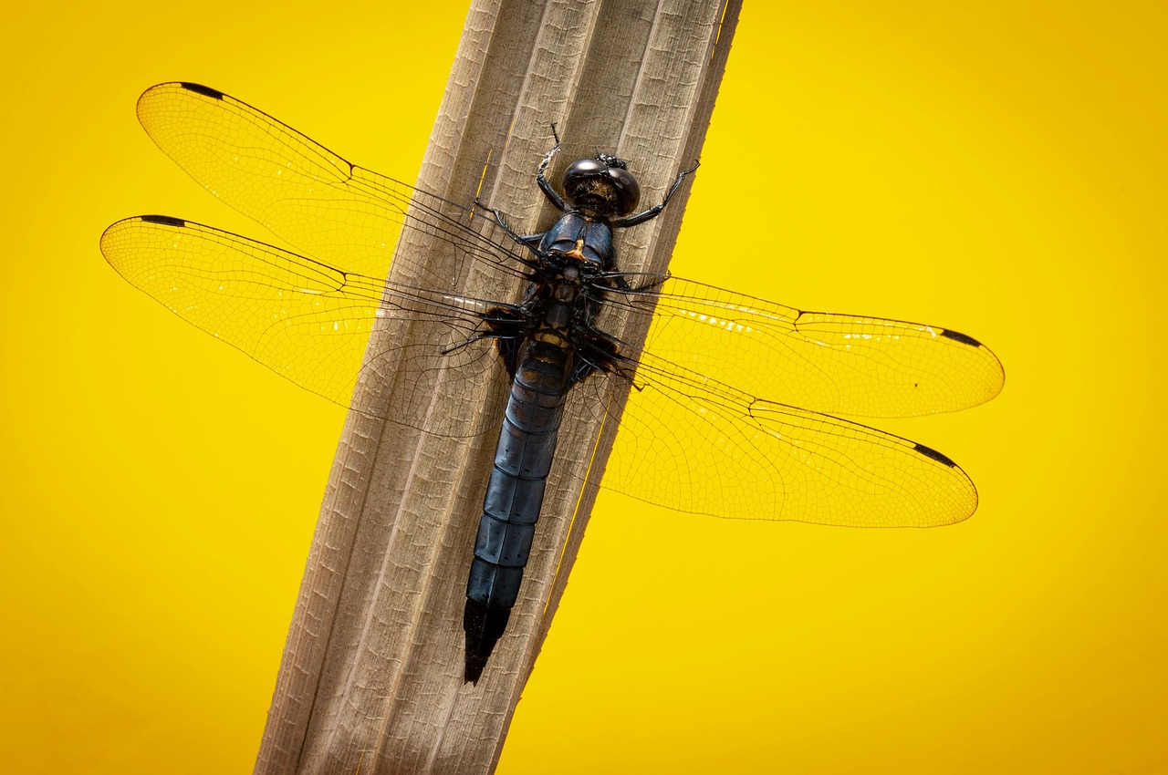 初デートで使える質問ネタは何ですか？