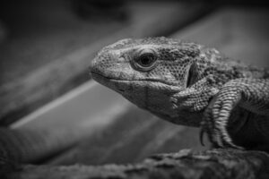 女性心理を操作するためのテクニックとは？